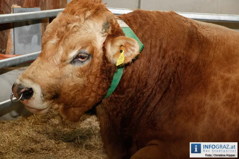 Mensch und Tier 2012 - 090