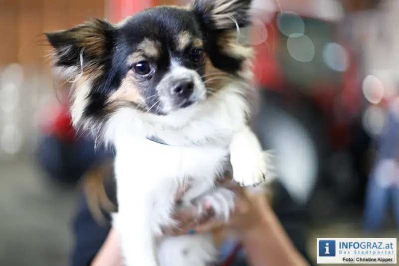 Mensch und Tier 2012 - 098