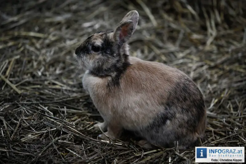 Mensch und Tier 2012 - 103