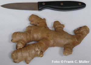Frisches Ingwer-Rhizom,Ingwerknolle,suppe,fleisch,teig,süß,kekse,backen,backofen,wurzel,tcm,asiatische,marmelade,erkältung,mandel,scharf,saucen,ginger,speise,plätzchen,übelkeit,speisen