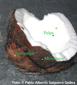 Kokos,Weihnachtsbäckereien,kokosnuss-stollen,teig rezepte,kokosmilch,haselnüsse,haselnuss,backrohr,getrocknet,glatte,glatten,traditionell,weihnachtsbäckerei,aprikose,tropisch