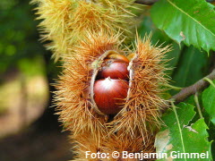 Edelkastanie,nuss,nüsse,äpfel,topfen,kugeln,steirisch,risiko,honig,zubereitung,qualität,empfehlung,schale,vitamine,magnesium,zink,mohn,positiv,nerven,lagerung,vitamin b,weihnachtszeit