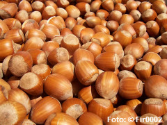 Haselnüsse,Haselnuss,nuss,nüsse,lecithin,walnüsse,walnuss,haselnüsse,essbar,selen,mürbteig,haselnuss,backrohr,folsäure,fülle,infarkt,erdnuss,backpulver,tägliche,vitamin e,bratapfel,schlagobers,gehackt,erdnüsse