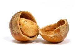 Haselnuss,Haselnüsse,nuss, nüsse,kekse,backofen,kupfer,trocken,kühl,äpfel,topfen,kugeln,steirisch,risiko,honig,zubereitung,qualität,empfehlung,schale,vitamine,magnesium,zink,mohn,positiv