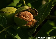 Walnuss,Walnüsse,nuss, nüsse,grazer,kauf,herz,eisen,gesundheit,masse,wirkung,apfel,gesund,schokolade,braten,teig,rum,kern,vitamin,österreichisch,blech,dunkel,butter,backen,formen