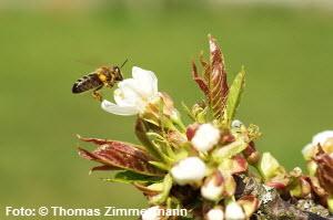 Honigbiene,Pollensammeln,Apfelblüte,Birkenzweige,Brauchtum,alter Brauch,heilige Barbara,Weihnachtzeit,Nothelfer