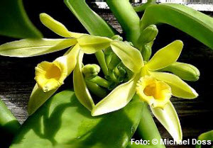 Gewrzvanille,Vanilla,planifolia,Vanille,Honig,Insel Reunion,nicht ganz ausgereift,Verkneten,Keks,Achiote,stark duftendes Aroma,Kolonien,Walnüsse,Steuern,Bourbonvanille