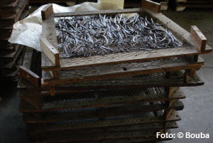 Vanille,Vanilleschoten,Gewürz,Kakao,Weihnachtszeit,Madagaskar,Früchte,künstlich befruchten,Staub-Vanillezucker-Mischung,Vanillestecklinge,Kipferln formen,Staubzucker,adventzeit