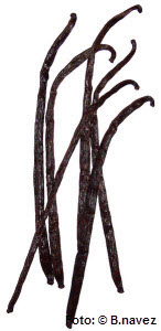 Vanilleschoten,Vanille,Aztekenherrscher Montezuma,Gewürzvanille,Vanilleschoten,weihnachten,Teig,Rollen formen,Fermentierung,spanische Eroberer Cortez,Aromastoff