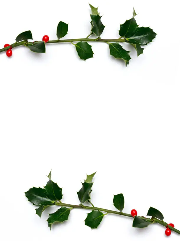 mistelzweige weihnachtspapier geschenkpapier einpacken dekoration deko verzieren verzierung mistel schmuck schmuecken 18899246