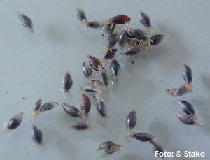 läuse,laus,erwachsene,parasit,saugende,kontrollieren,luftfeuchtigkeit,vermehren,erscheinung,infektionen,schlüpfen,fortpflanzung,riechen,aufgetreten,ekzemen,ergänzung,kopfläuse