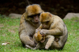 Affen,lausen,läuse,laus,gegenseitige Körperpflege,schmecken,thorax,fühler,speichel,parasiten,rüssel,kommunen,larve,parasit