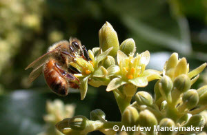 Honigbiene,bestäuben,Blüte,nachfrage,gespräche,fauna,besichtigen,heimisch,erdbeerfeld,gemüsegarten,fasziniert,imkereien,gemeldet
