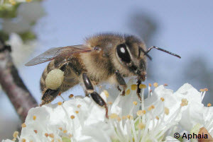 Honigbiene,Pflaumenblüte,Pollen,grazer, met,menschen,vermieten,pflanzen,hobby,wissen,blüten,pellet,bienen,flora,honig,der honig,züchten,bestellung,pollen,landschaft,zubereiten,wachs