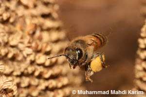 Honigbiene,Pollen,neidisch werden,bienenwachs,honigbienen,nutzwert,nektar,nutztiere,nutztier,wohlfühlen,kunsthandel,honig bienen,bienensterben,gelee royale