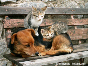 Hund & Katze,Spruch des tages,dumme,prominente,gemeine,frauen,frivolität,geistesblitze,geistreiche,gelungen,guter,heiter