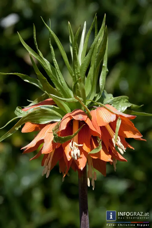 Graz-Spaziergang im Sommer - 035