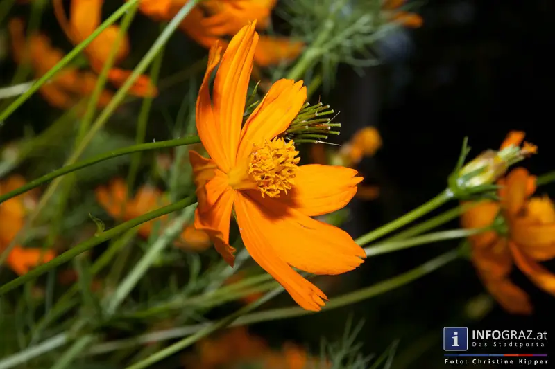 Graz-Spaziergang im Sommer - 040