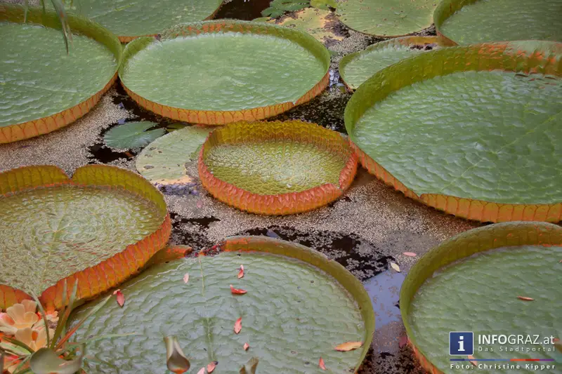 Graz-Spaziergang im Sommer - 042