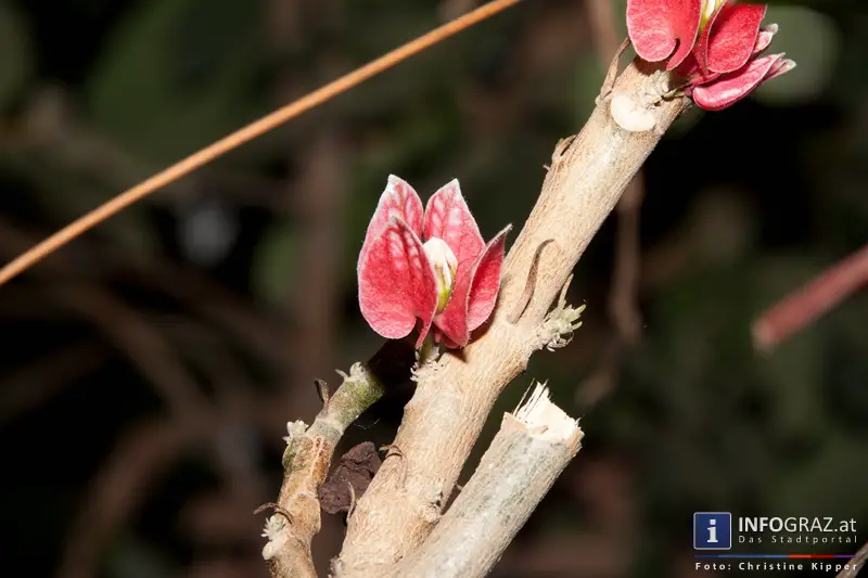 Graz-Spaziergang im Sommer - 043