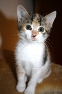 neugierige Katze,katzen zu verschenken,perserkatzen,hauskatze,katzenbilder,birma katze,tiervermittlung,katzen kaufen,babykatzen zu verschenken