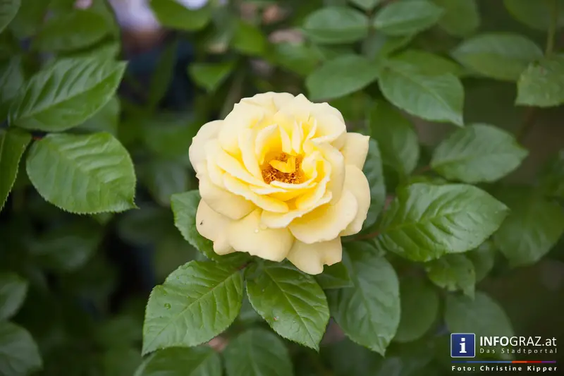 Garteneröffnungsfest im Le Schnurrbart Graz am 10. Mai 2014 - 024