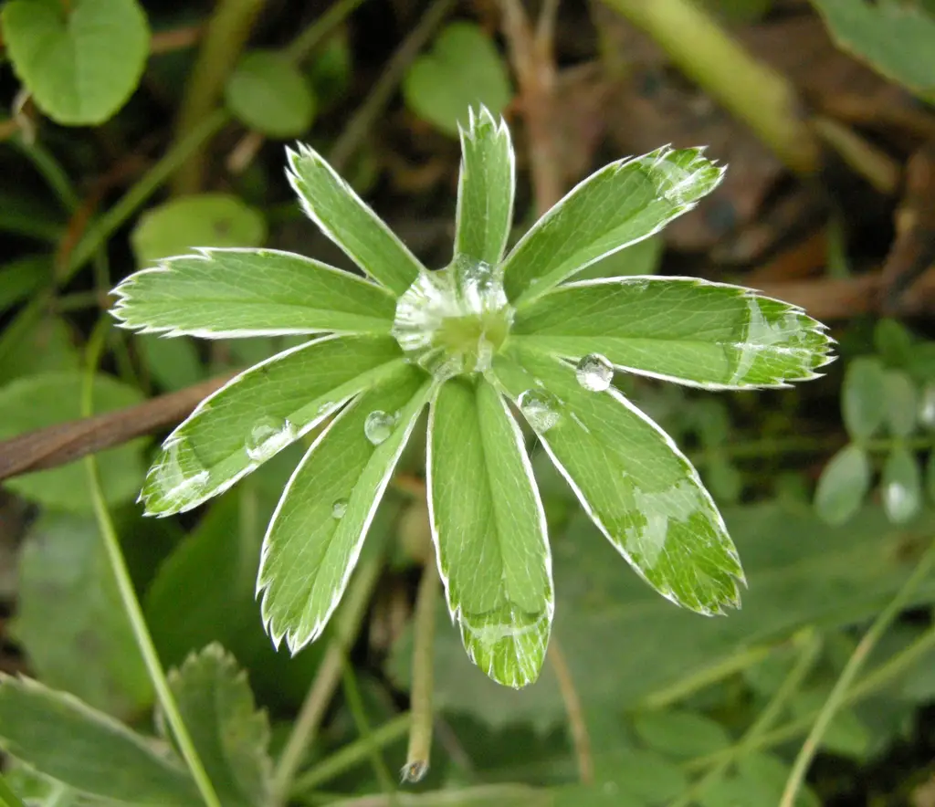 sperlova iva umgebung03