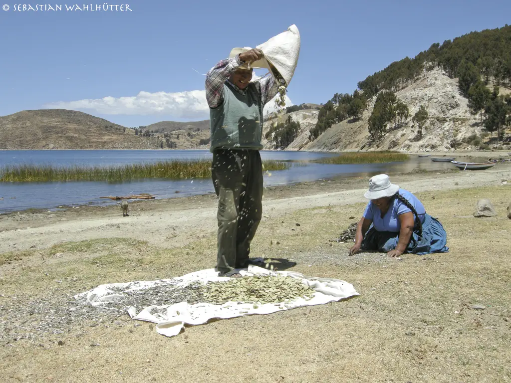 Traditionelle Arbeitsweise am Ufer des Lago de Titicaca