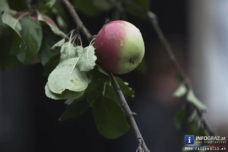 Abschlusstag bei Most + Jazz, Jazzfest der Stadt Fehring am Sonntag, 7. September 2014 - 034