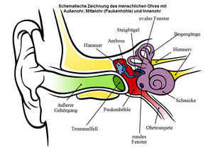gehörsturz,hörsturz,tinnitus,menschliches Ohr,Außenohr,Mittelohr,Paukenhöhle,Innenohr,Schematische Zeichnung,docfinder graz