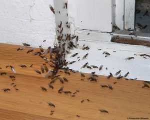 Insektenplage – da helfen nur mehr professionelle Kammerjäger