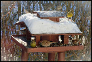 Futterhaus für die Vögel,Winter,gefiederte Freunde,Schutz,Nahrung,Tierfreunde