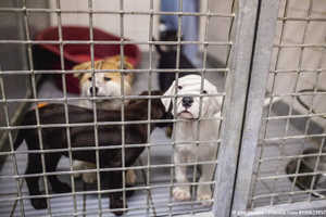 Pflege,französische Bulldogge,Labrador,Hundewelpen zu verschenken,suche Hund,britisch kurzhaar 