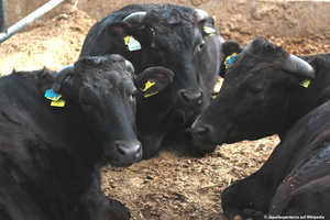 Wagyu-Rinder,Schwarz,japanisch,Tajima,Hyōgo Präfektur,Hochwertig