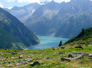 in Österreich,Zillertal,Wagyu Rind,See,Berge,Stausee,Tirol,Natur,Landschaft,Alm
