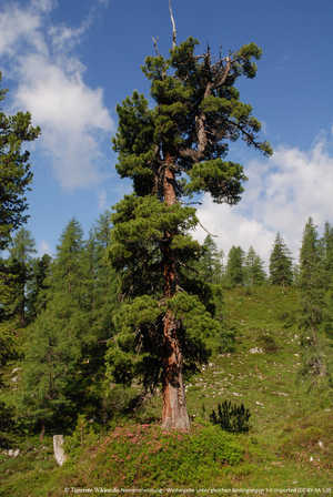 Möbel,Vorteile,Wirkung,Zirbenmöbel,Zirbelkiefer,Alpen,Kiefer,Kieferngewächs,Nadeln