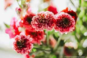 Monosträuße,Sträuße,Anlass,passende Anlässe,einzelne Blumen,Strauß