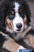 Murszene<br>Amit Chatterjee Band 